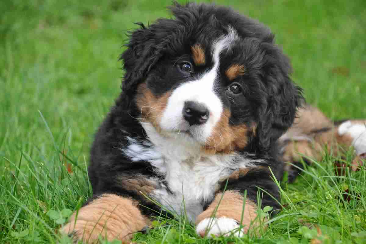 Cane investito conseguenze