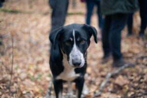 Cane investito conseguenze