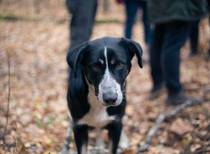 Cane investito conseguenze