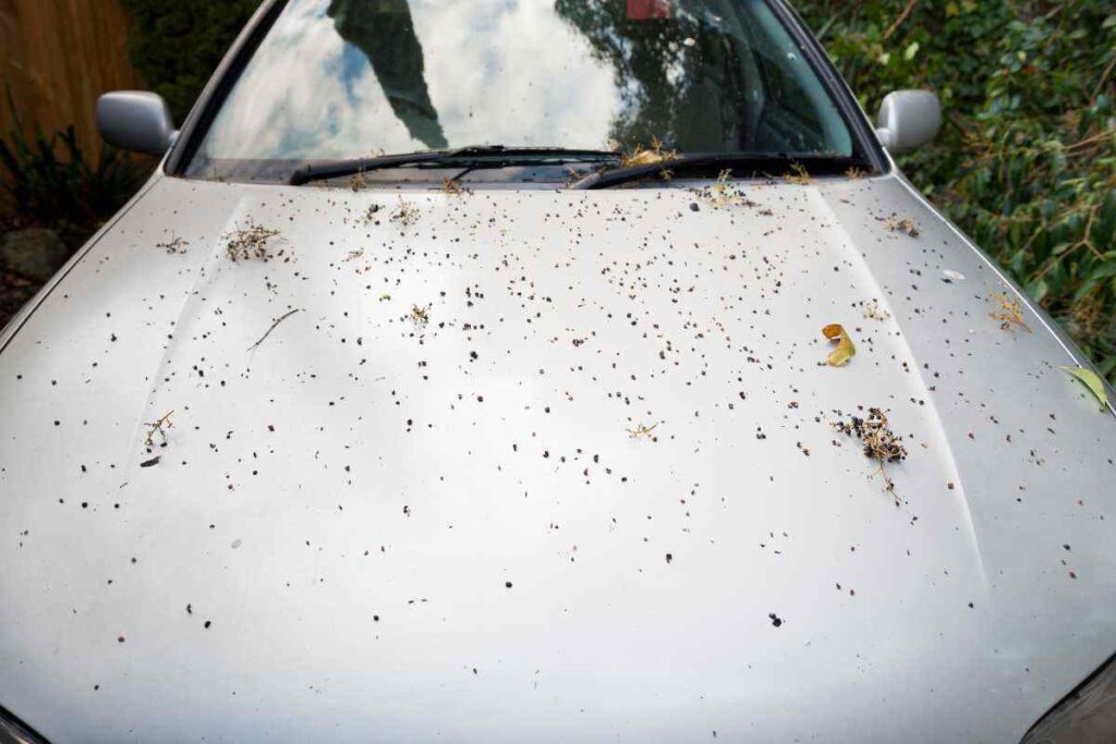 Sporco auto entro quando levarlo