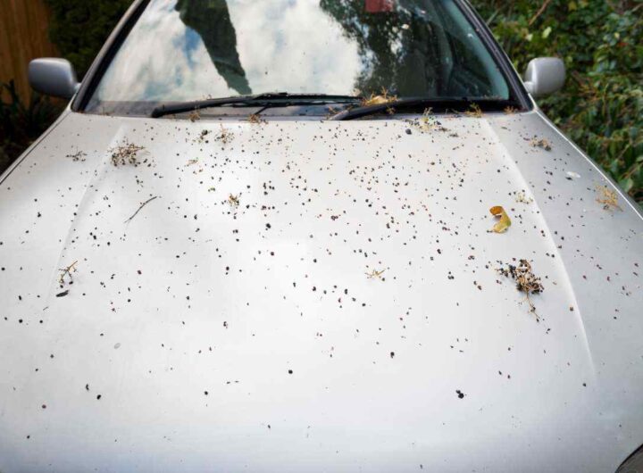 Sporco auto entro quando levarlo