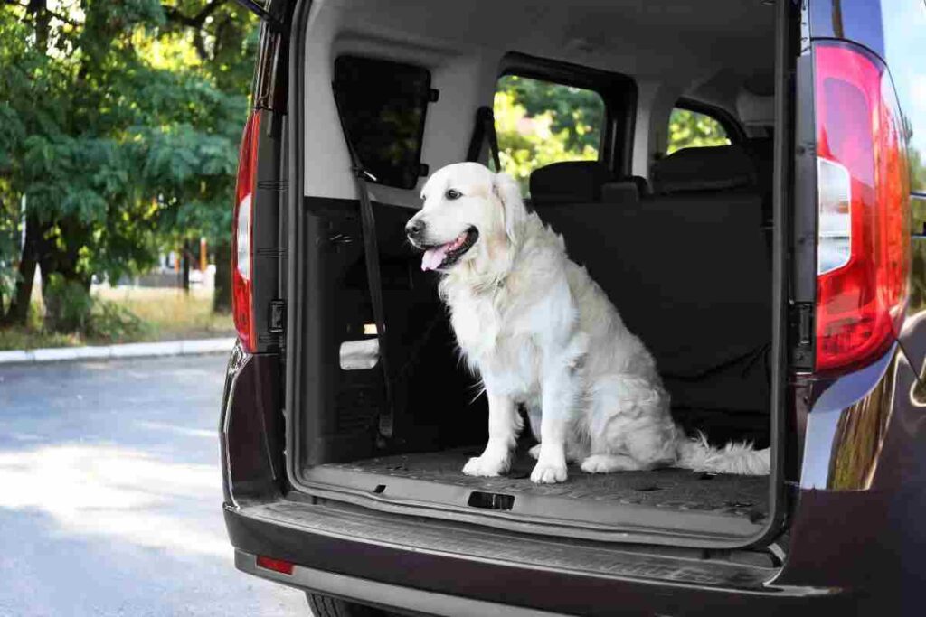Cane bagagliaio auto