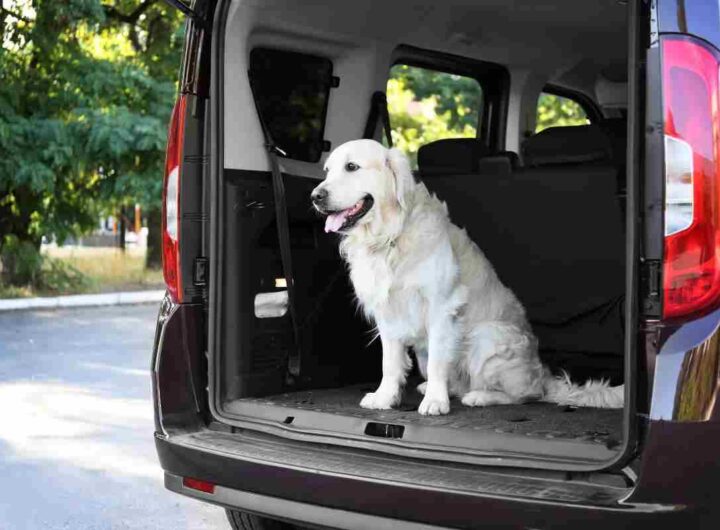 Cane bagagliaio auto